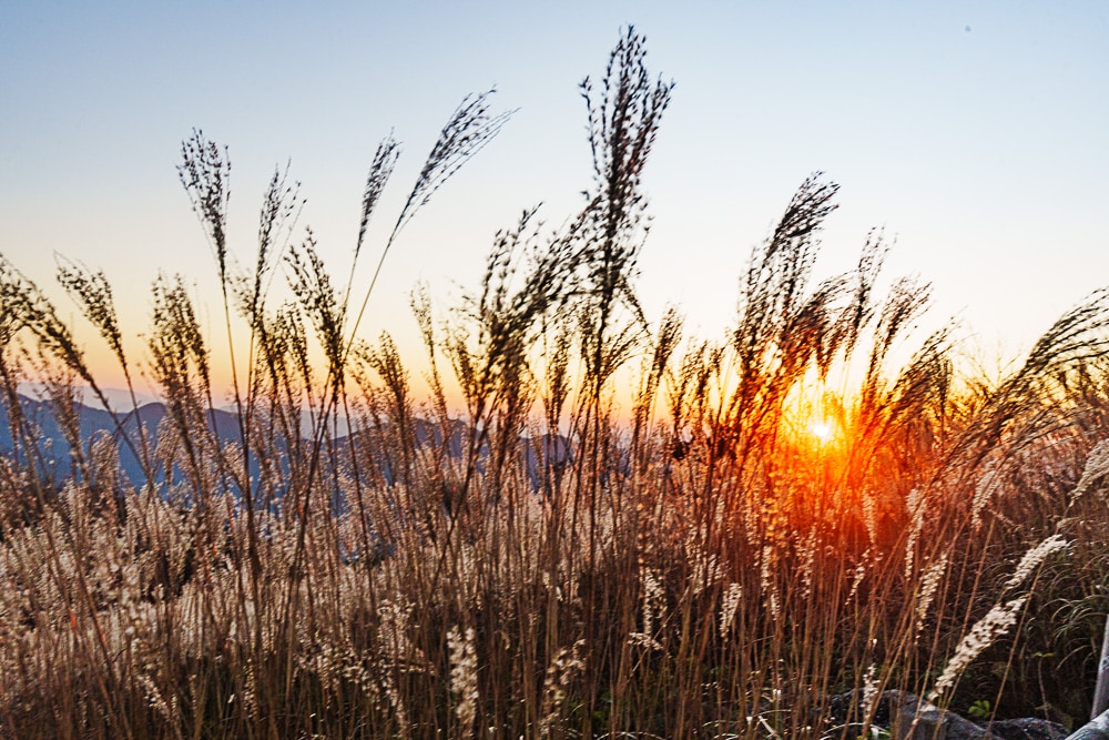 강원 단풍여행, 석양의 민둥산 억새 풍경에 취하다 68