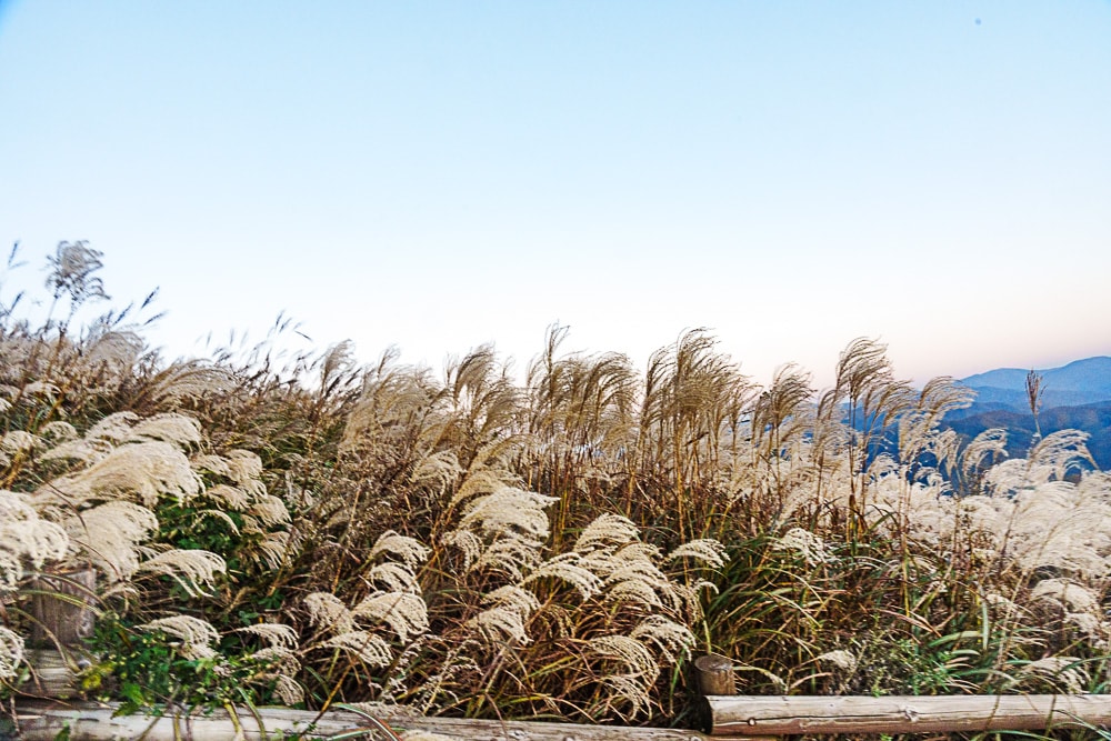 강원 단풍여행, 석양의 민둥산 억새 풍경에 취하다 69