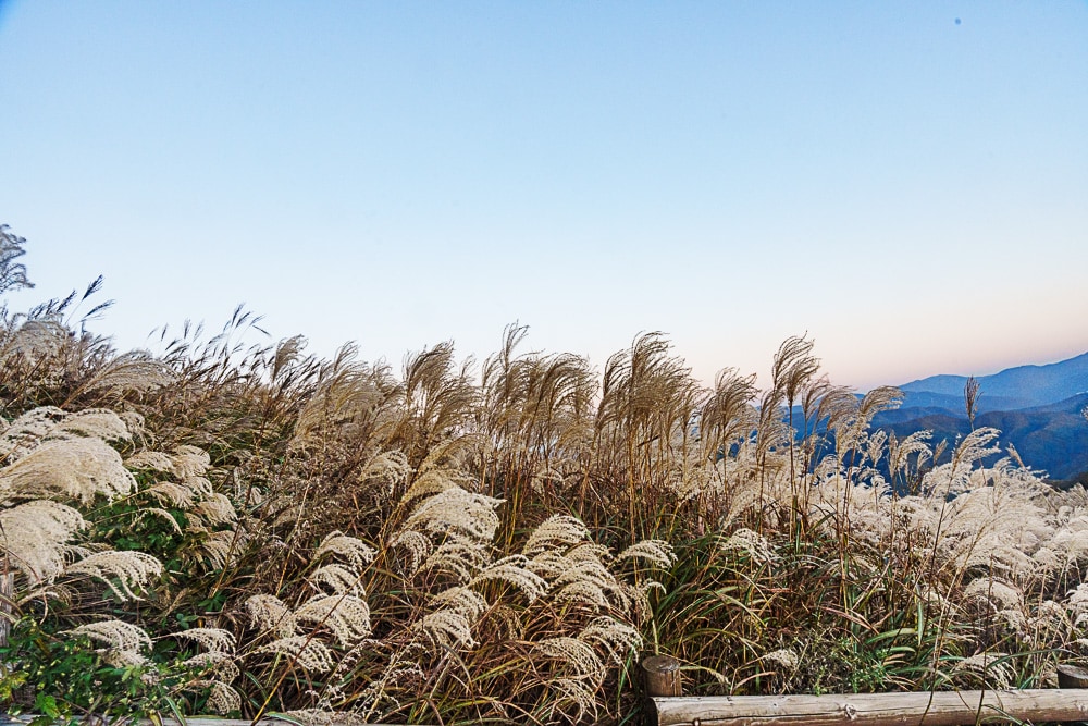 강원 단풍여행, 석양의 민둥산 억새 풍경에 취하다 70