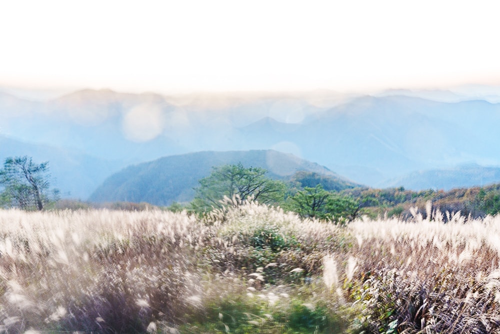 강원 단풍여행, 석양의 민둥산 억새 풍경에 취하다 71