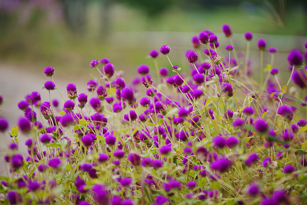 팔당 물안개 공원 가을 메타세콰이어길 풍경 88