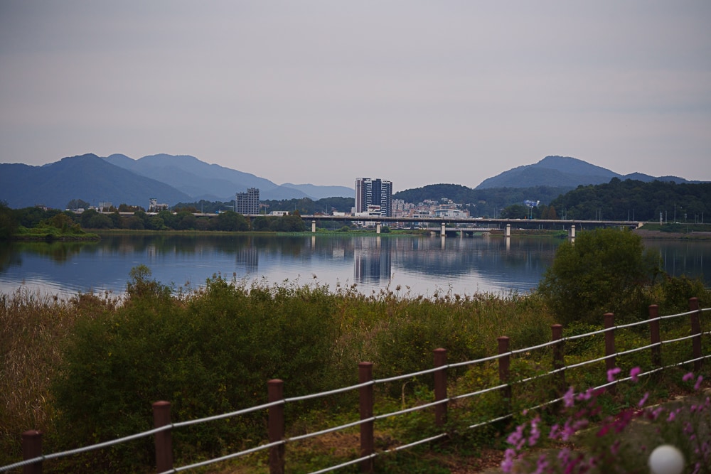 팔당 물안개 공원 가을 메타세콰이어길 풍경 78