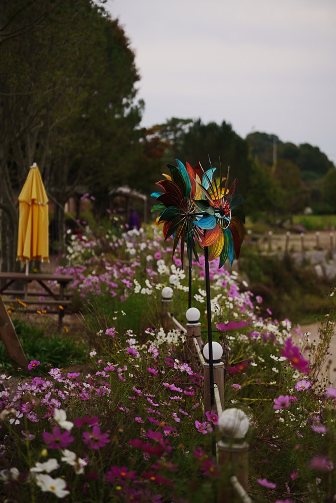 팔당 물안개 공원 가을 메타세콰이어길 풍경 87