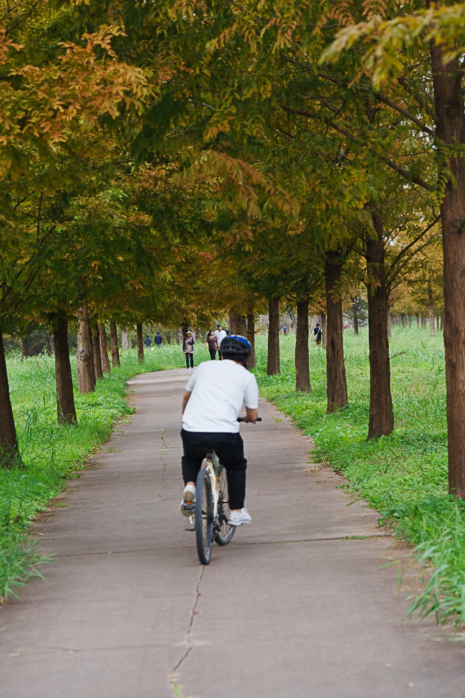 팔당 물안개 공원 가을 메타세콰이어길 풍경 84