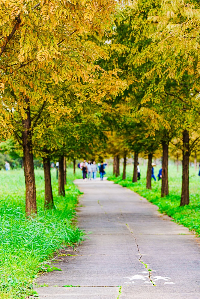 팔당 물안개 공원 가을 메타세콰이어길 풍경 83
