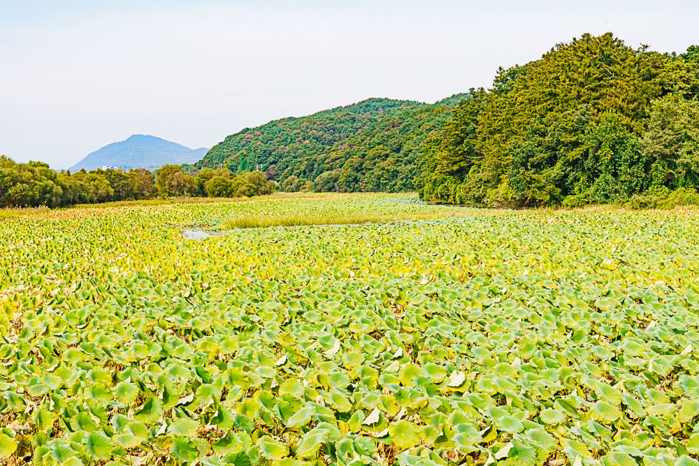 팔당 물안개 공원 가을 메타세콰이어길 풍경 79