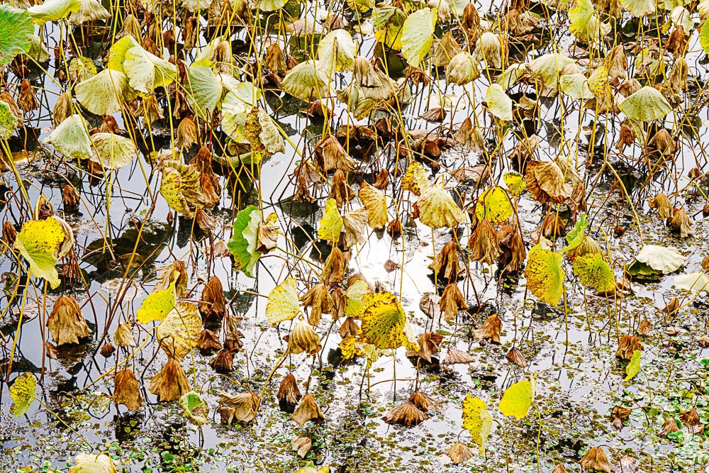 팔당 물안개 공원 가을 메타세콰이어길 풍경 80