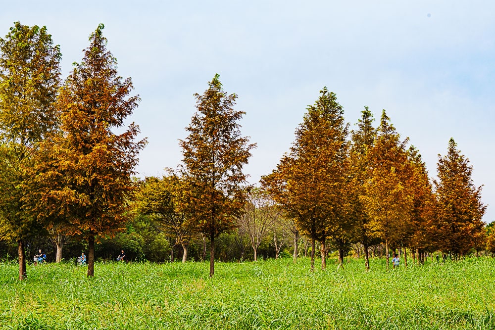 팔당 물안개 공원 가을 메타세콰이어길 풍경 82