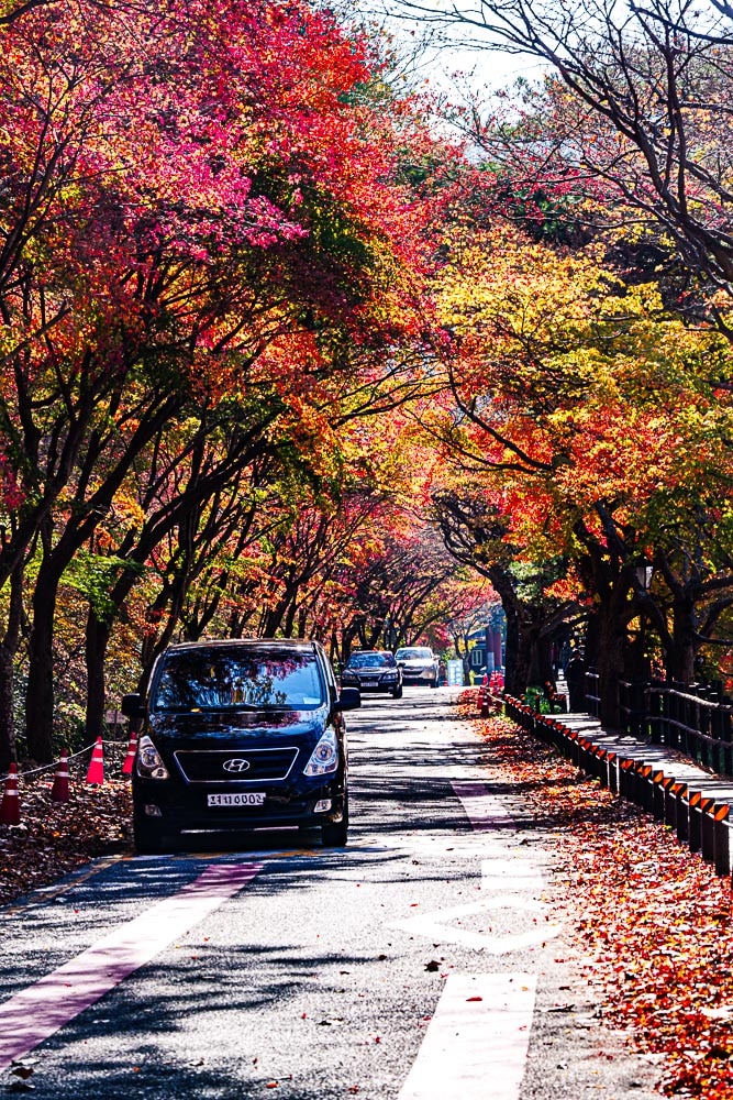 늦가을의 백야사 풍경, 백양사 가는 길 도로 풍경, 나무 아래는 아직 단풍이 있지만 윗부분은 모두 졌다DSC03568 Photo by Happist