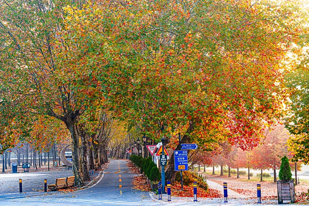 죽녹원에서 바라본 담양 관제방림 입구 플라터너스 단풍이 아름답다_DSC2231 Photo by Happist