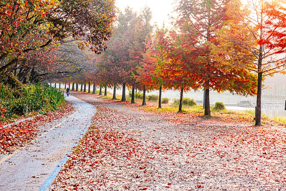 담양 관방제림 가을 풍경을 보다 9