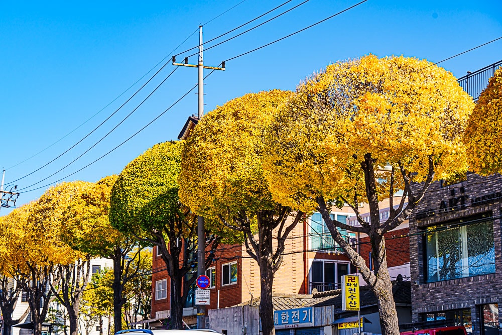 브로콜리 모양으로 전지한 수원 은행나무 가로수 가을이 지나고 있다_DSC1967 Photo by Happist