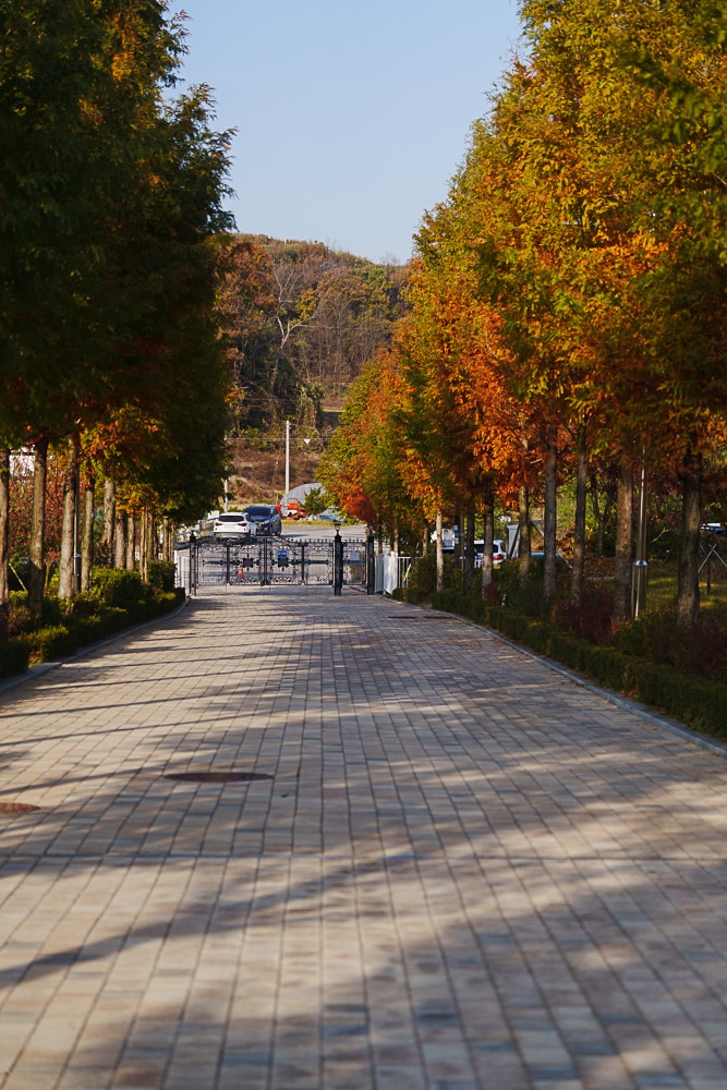 수도권 명물 휴식처가 될 용인 자작나무숲과 쿰 오케스트라 공연 3