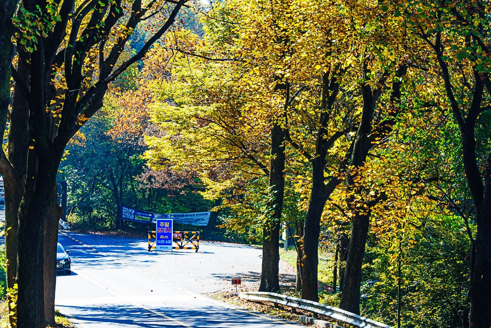 청남대 가로수길 중간 주차지_DSC9710 Photo by Happist