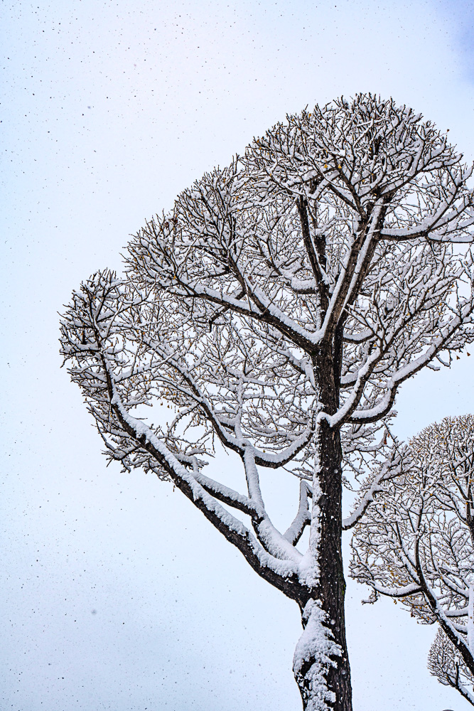 첫눈이 내리던 날 수원 화성 설경과 수원 인계예술공원 설경 8