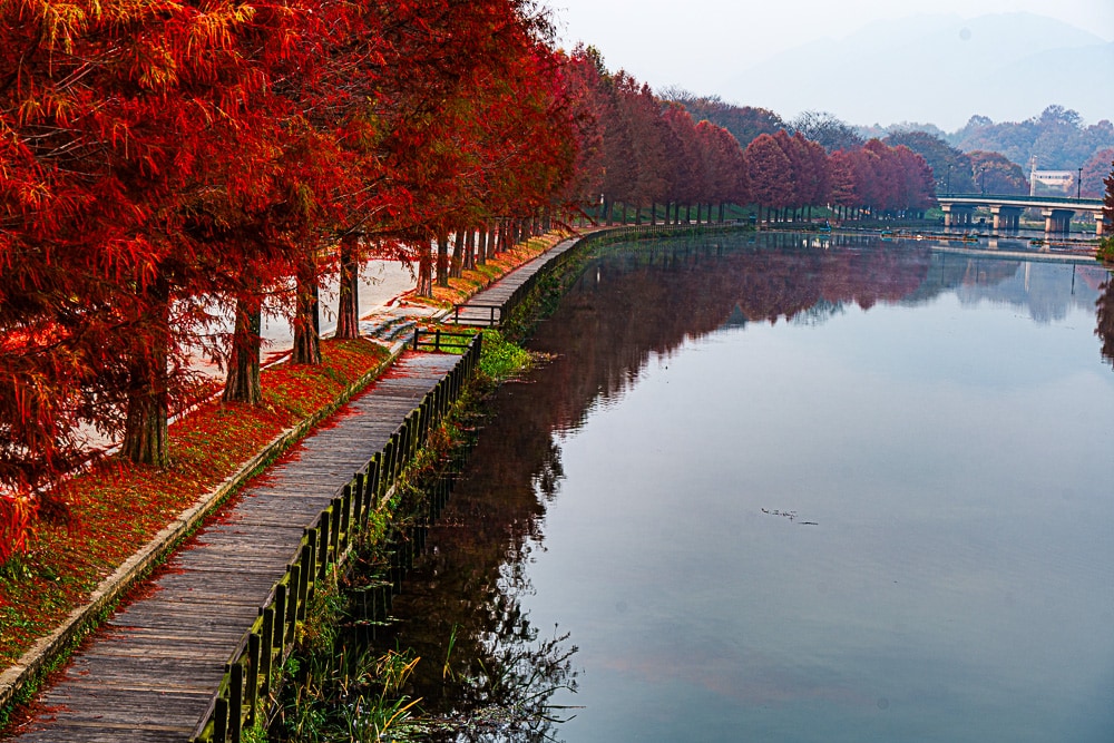 담양 관방제림 가을 풍경을 보다 17