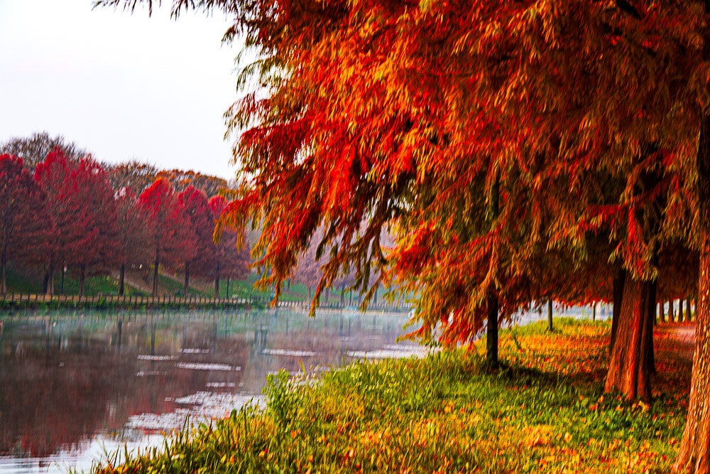 담양 관방제림 가을 풍경을 보다 19