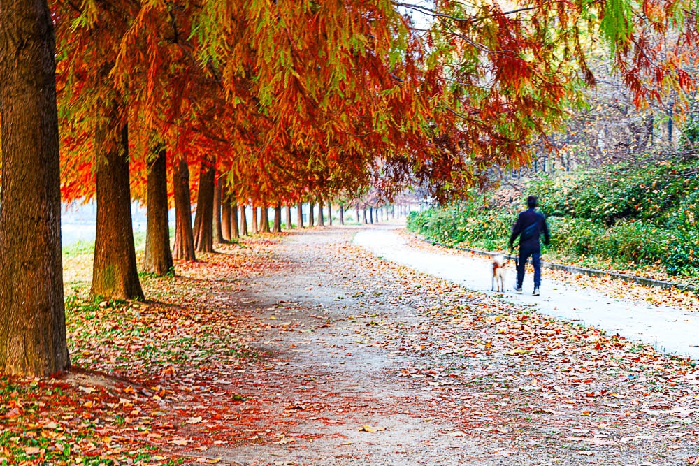 담양 관방제림 가을 풍경을 보다 20