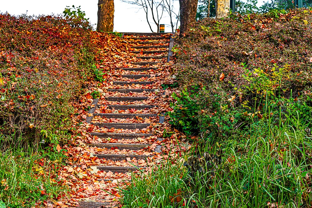 담양 관방제림 가을 풍경을 보다 21