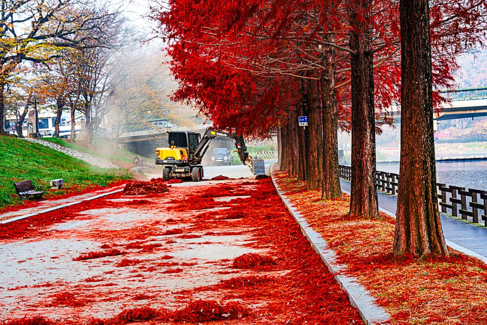 담양 관방제림 가을 풍경을 보다 22