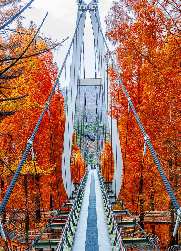 눈부시게 아름다웠던 대전 장태산 메타세콰이어 단풍 풍경 11