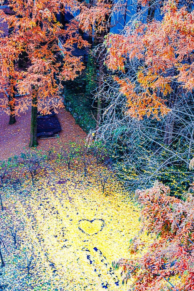 눈부시게 아름다웠던 대전 장태산 메타세콰이어 단풍 풍경 12