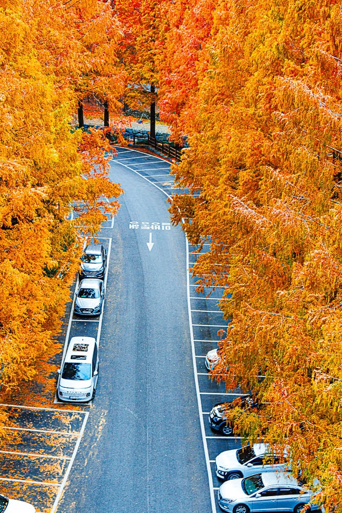 눈부시게 아름다웠던 대전 장태산 메타세콰이어 단풍 풍경 10