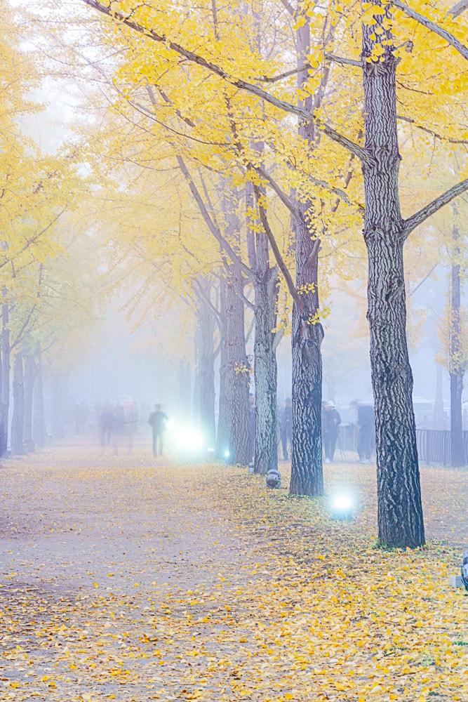 유난히 아름다웠던 24년 문광저수지 은행나무길 단풍 출사기 10