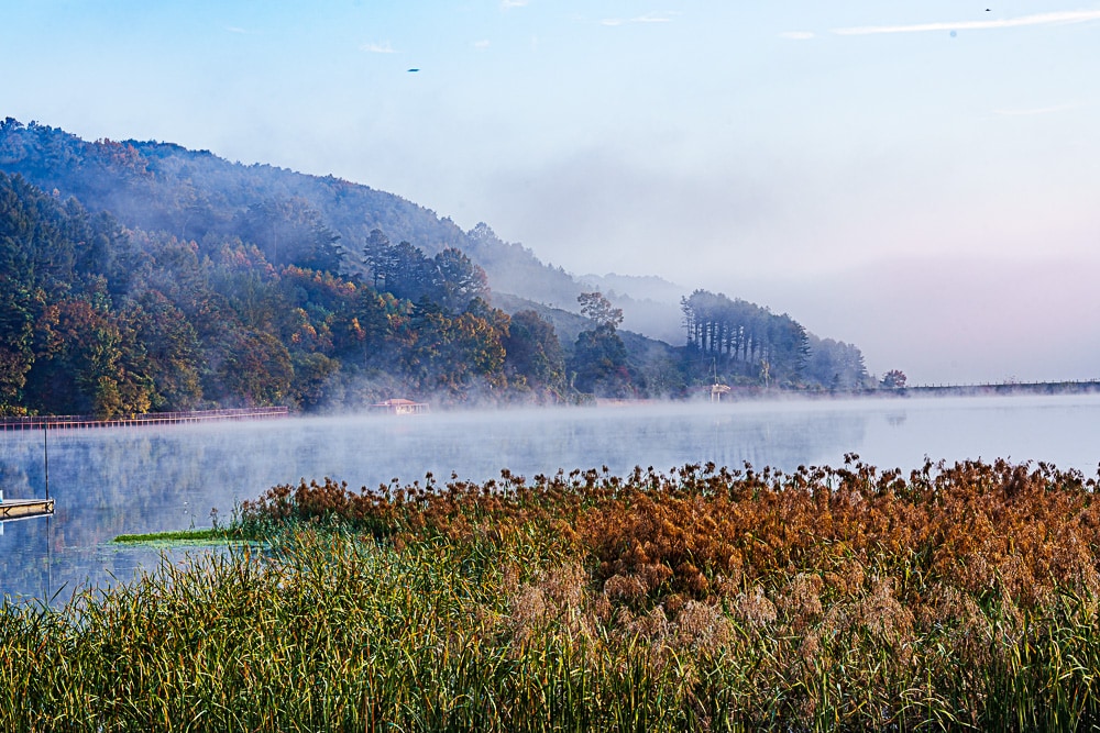 유난히 아름다웠던 24년 문광저수지 은행나무길 단풍 출사기 16