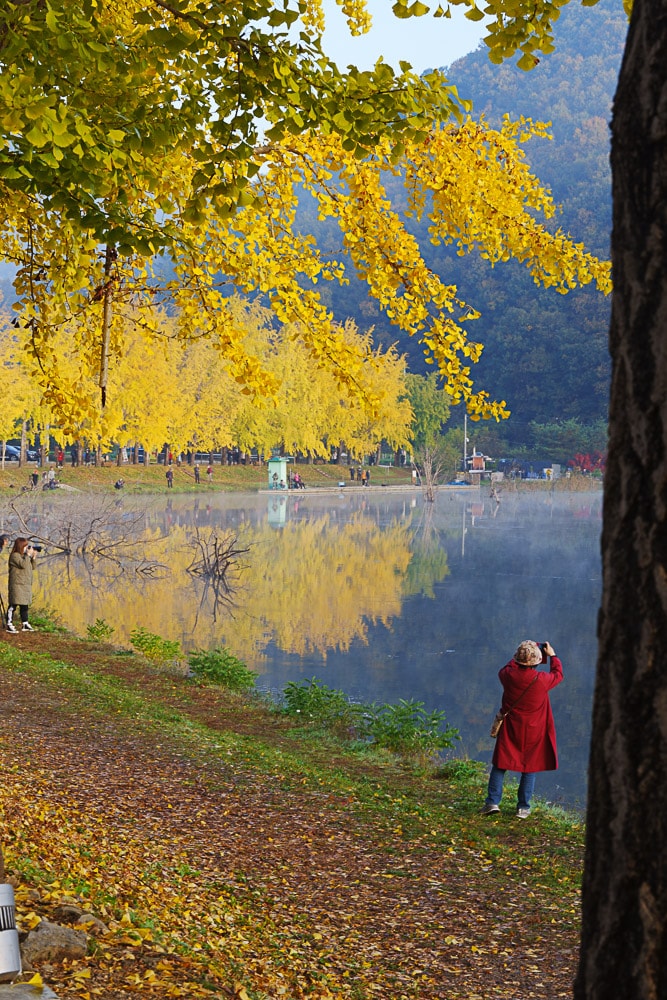 유난히 아름다웠던 24년 문광저수지 은행나무길 단풍 출사기 13