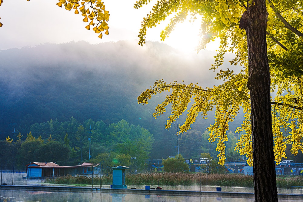 유난히 아름다웠던 24년 문광저수지 은행나무길 단풍 출사기 14