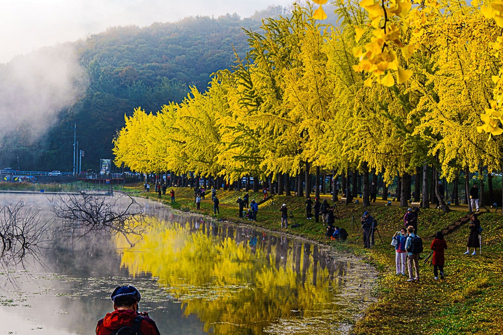 유난히 아름다웠던 24년 문광저수지 은행나무길 단풍 출사기 19