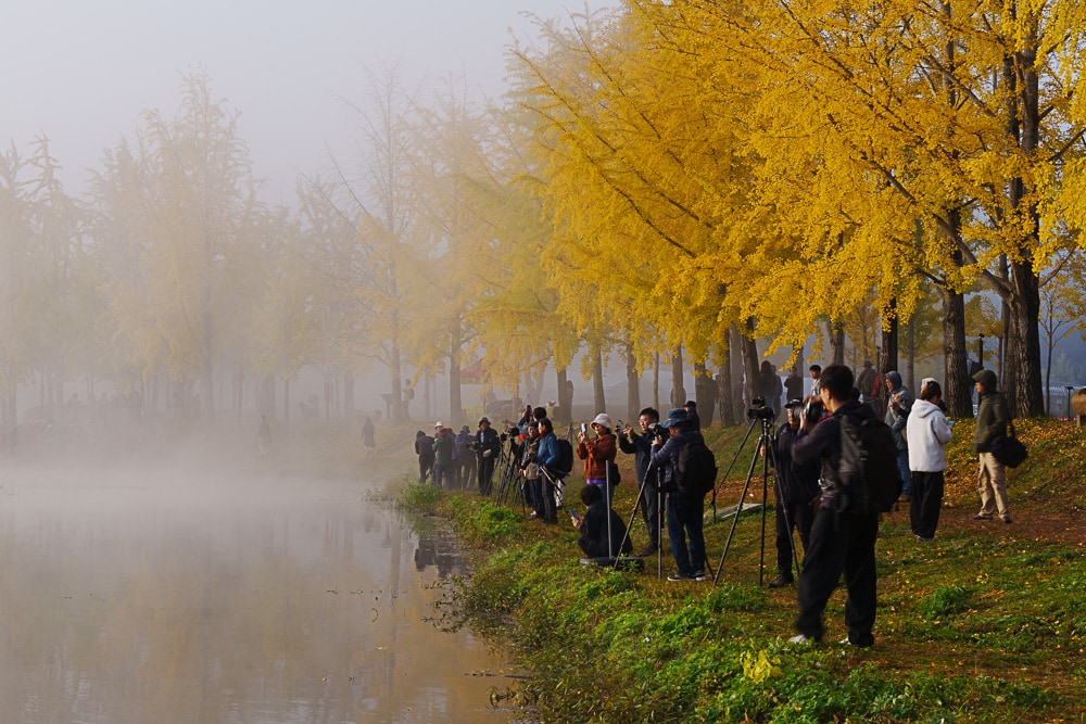 유난히 아름다웠던 24년 문광저수지 은행나무길 단풍 출사기 17