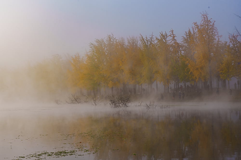 유난히 아름다웠던 24년 문광저수지 은행나무길 단풍 출사기 9