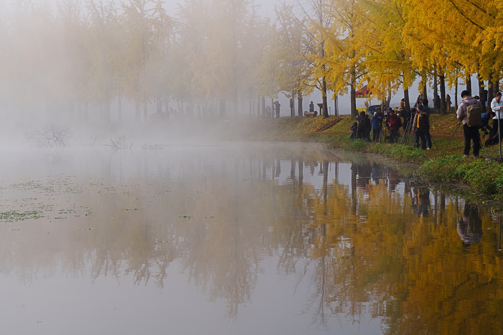 유난히 아름다웠던 24년 문광저수지 은행나무길 단풍 출사기 18
