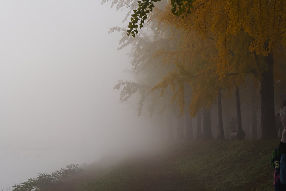 유난히 아름다웠던 24년 문광저수지 은행나무길 단풍 출사기 8