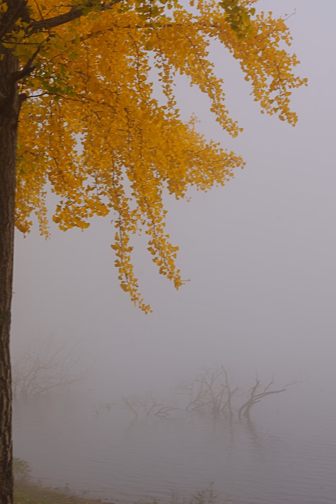 유난히 아름다웠던 24년 문광저수지 은행나무길 단풍 출사기 7
