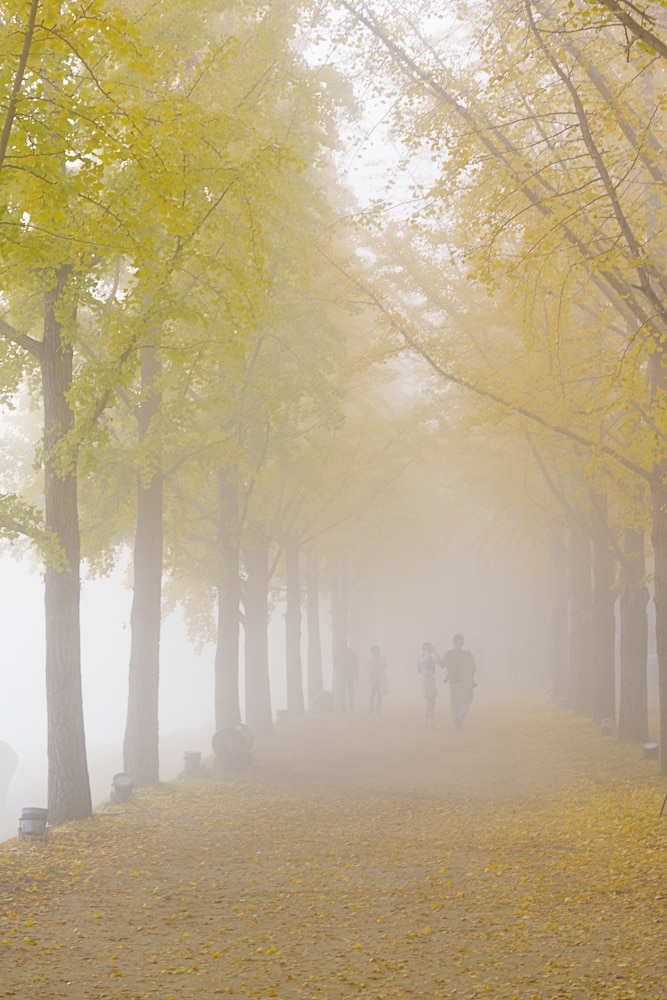 유난히 아름다웠던 24년 문광저수지 은행나무길 단풍 출사기 6