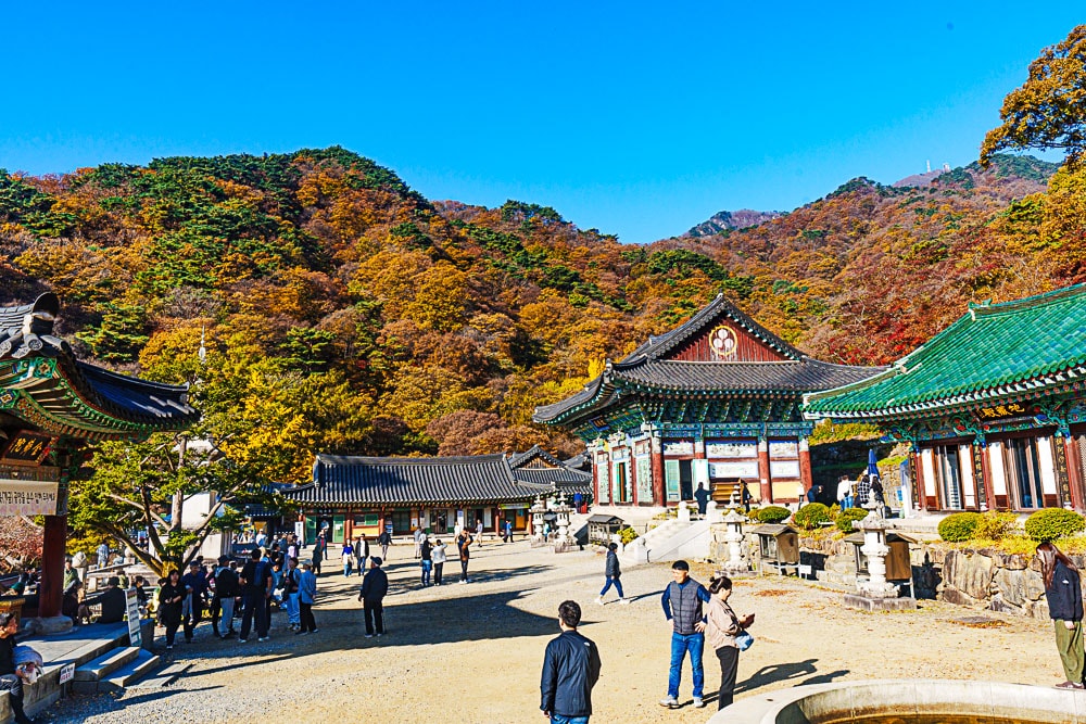 양평 용문사 은행나무 출사기 39