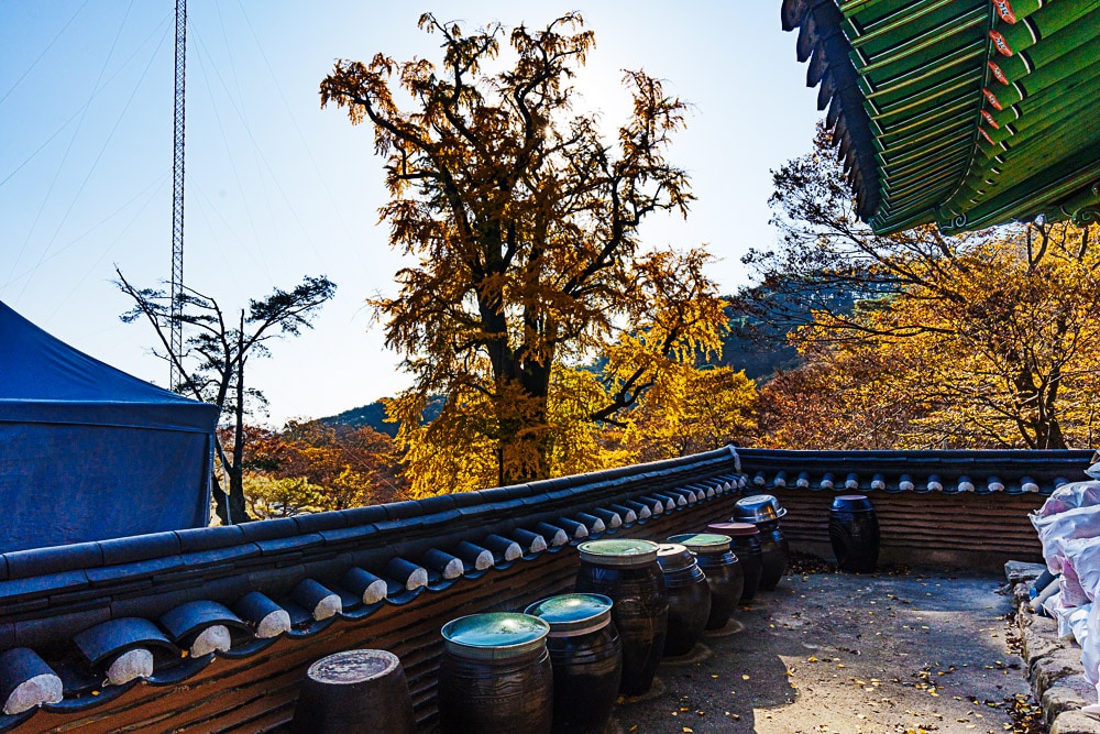 양평 용문사 은행나무 출사기 41