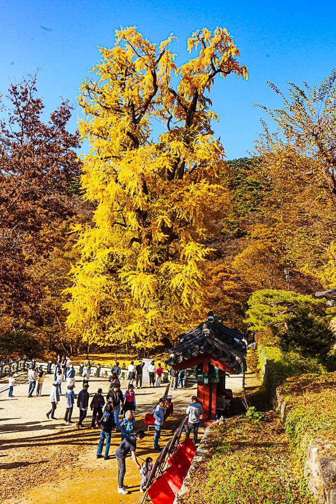 원주 반계리 은행나무 인기 이유와 반계리 은행나무 주차 꿀팁 3 원주 반계리 은행나무 인기 이유와 반계리 은행나무 주차 꿀팁 3