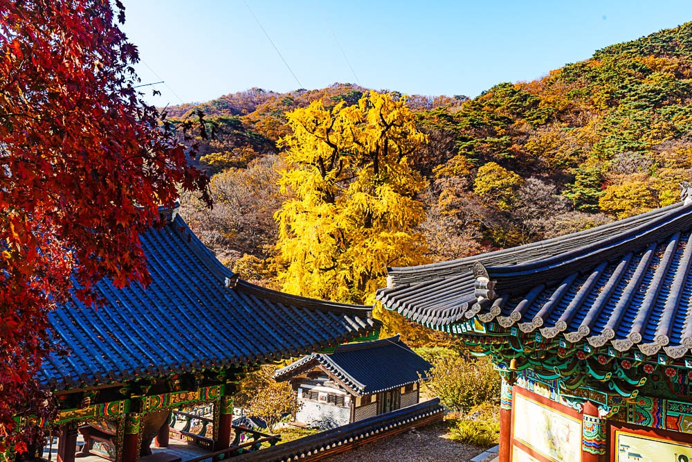 양평 용문사 은행나무 출사기 38