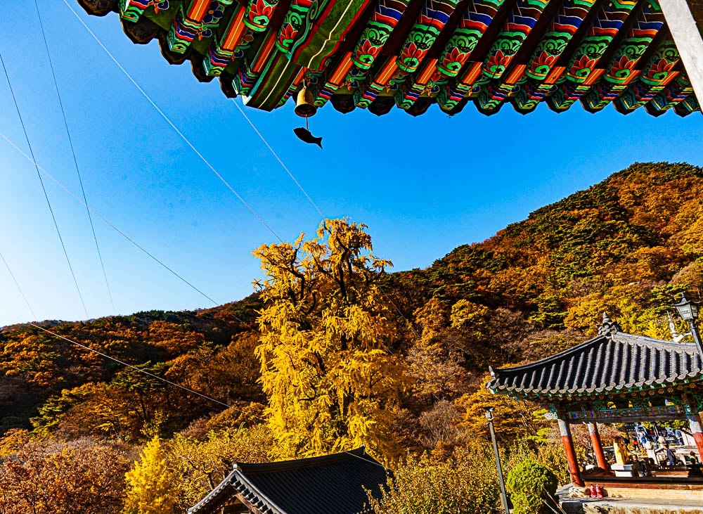 양평 용문사 은행나무 출사기 37