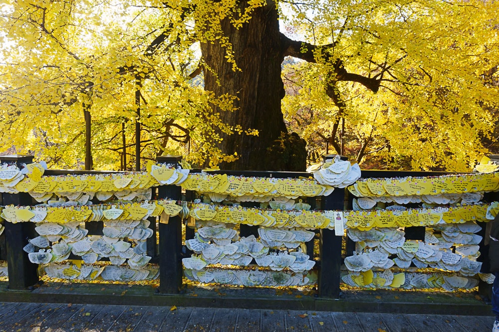 양평 용문사 은행나무 출사기 36