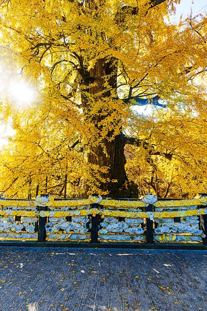 양평 용문사 은행나무 출사기 35