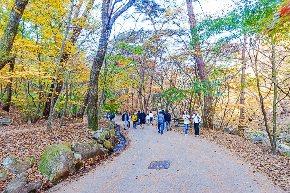 양평 용문사 은행나무 출사기 31