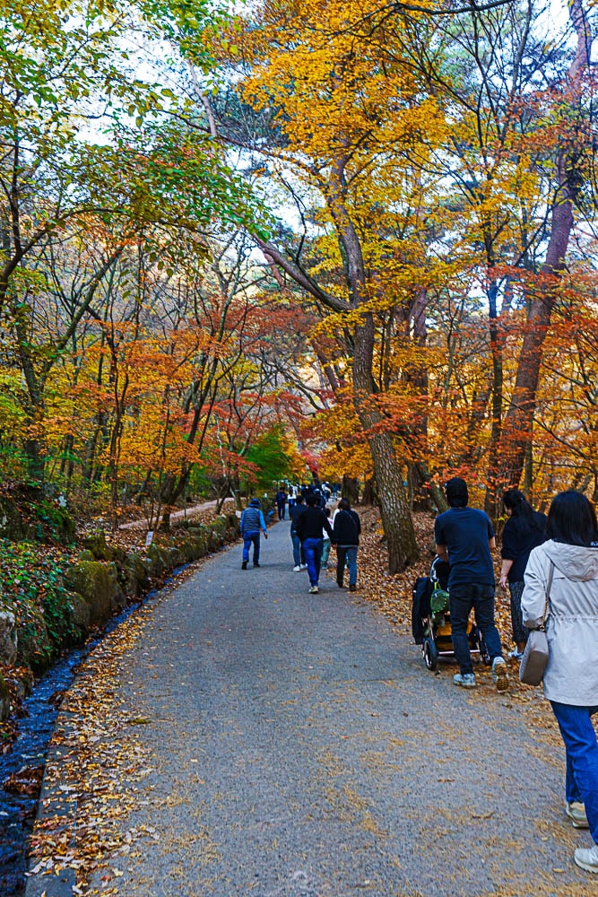 양평 용문사 은행나무 출사기 28