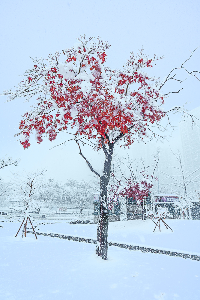 첫눈이 내리던 날 수원 화성 설경과 수원 인계예술공원 설경 13