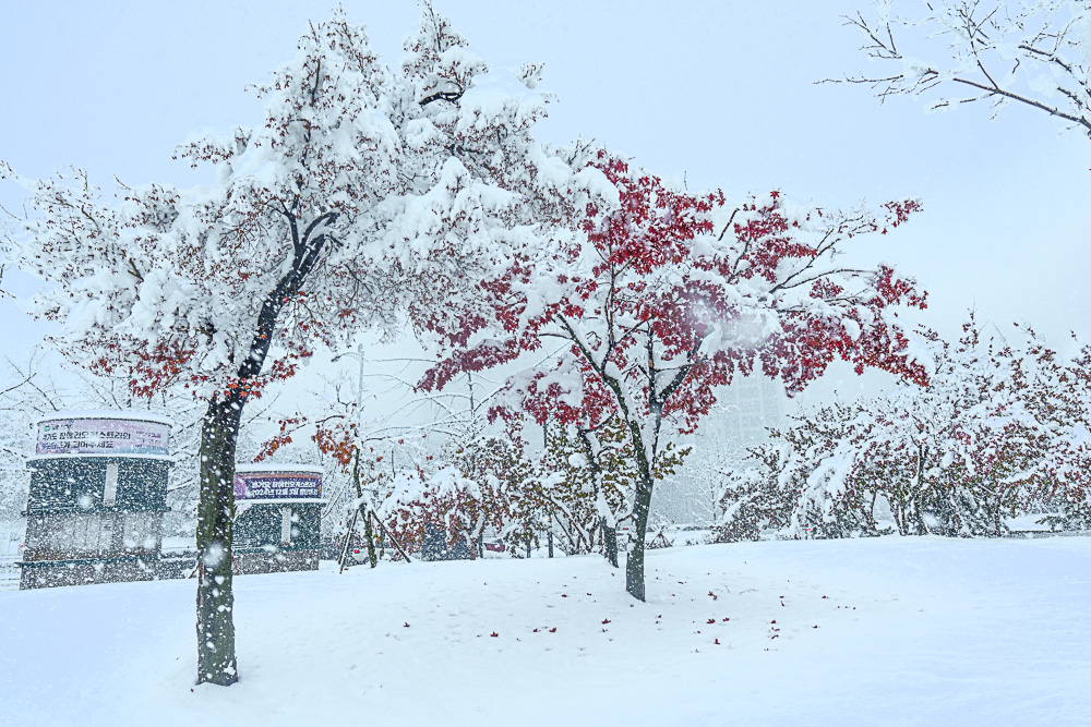 첫눈이 내리던 날 수원 화성 설경과 수원 인계예술공원 설경 14