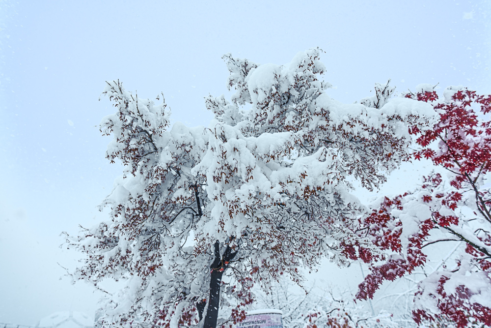 첫눈이 내리던 날 수원 화성 설경과 수원 인계예술공원 설경 15